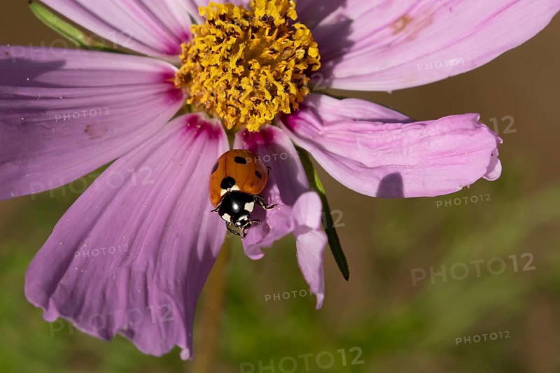 Seven-spot ladybird or Ladybug (Coccinella septempunctata) adult insect on a garden Cosmos flower in summer, England, United Kingdom
