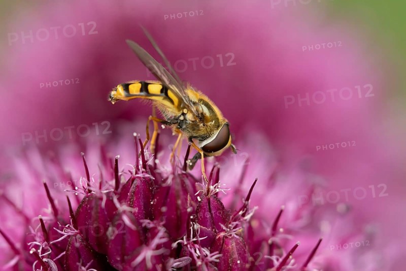 Common hoverfly (Eupeodes corollae) adult insect feeding on garden purple Allium plant flower in summer, England, United Kingdom