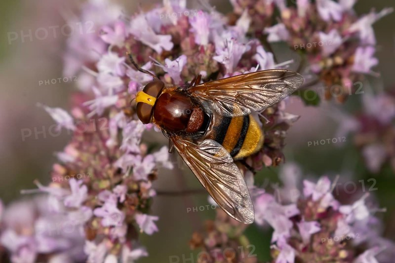 Hornet mimic fly (Volucella zonaria) adult insect feeding on garden Wild marjoram or Oregano plant flowers in summer, England, United Kingdom