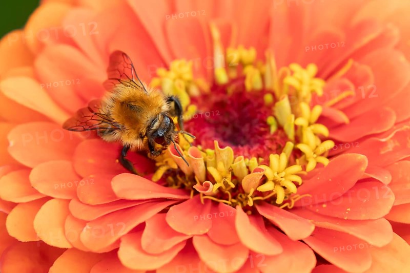 Common carder bumblebee (Bombus pascuorum) adult bee insect feeding on a garden Zinnia flower in summer, England, United Kingdom