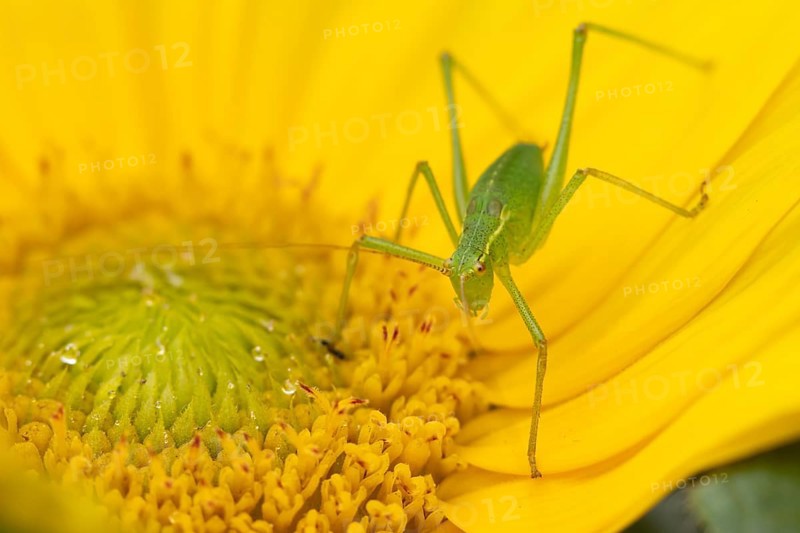 Speckled bush cricket (Leptophyes punctatissima) adult insect on a garden sunflower flower in summer, England, United Kingdom