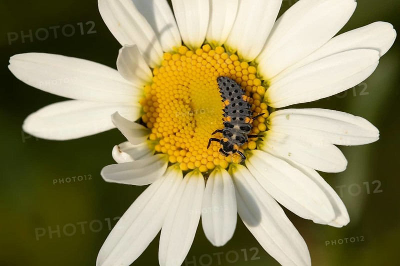 Seven-spot ladybird or Ladybug (Coccinella septempunctata) adult insect larva on a Oxeye daisy flower in summer, England, United Kingdom