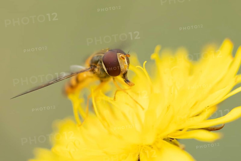 Common hoverfly (Eupeodes corollae) adult insect feeding on Dandelion plant flower in summer, England, United Kingdom
