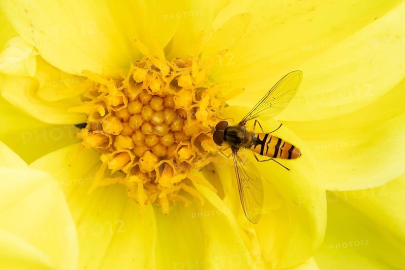 Common hoverfly (Eupeodes corollae) adult insect feeding on garden Dahlia plant flower in summer, England, United Kingdom
