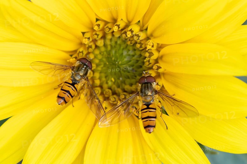 Common hoverfly (Eupeodes corollae) two adult insects feeding on garden sunflower plant flower in summer, England, United Kingdom
