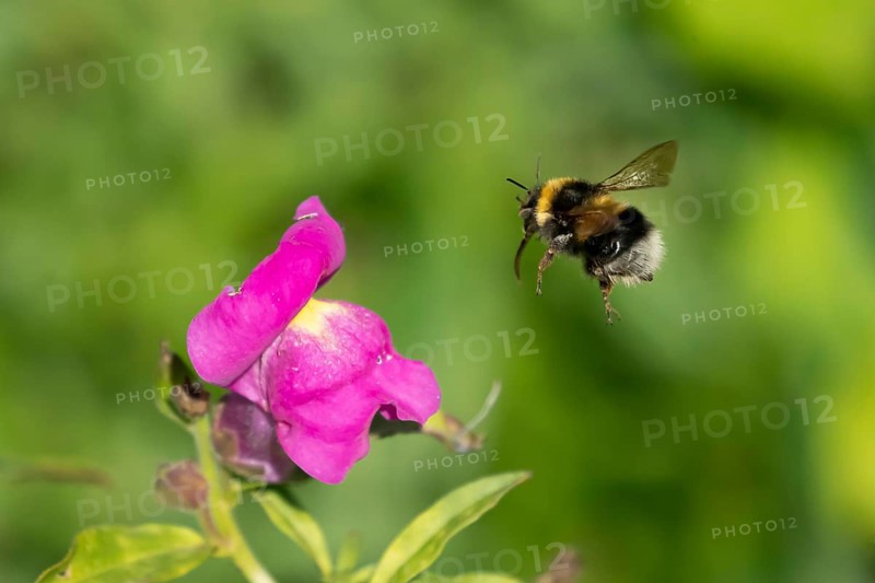 Garden bumblebee (Bombus hortorum) adult bee insect flying towards a garden Snapdragon (Antirrhinum spp.) flower in summer, England, United Kingdom
