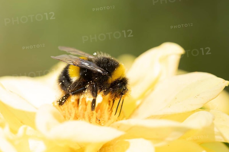 White tailed bumblebee (Bombus lucorum) adult bee insect feeding on a garden Dahlia flower in summer, England, United Kingdom