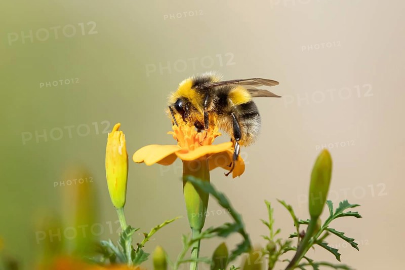 Buff tailed bumblebee (Bombus terrestris) adult bee insect feeding on a garden French marigold flower in summer, England, United Kingdom