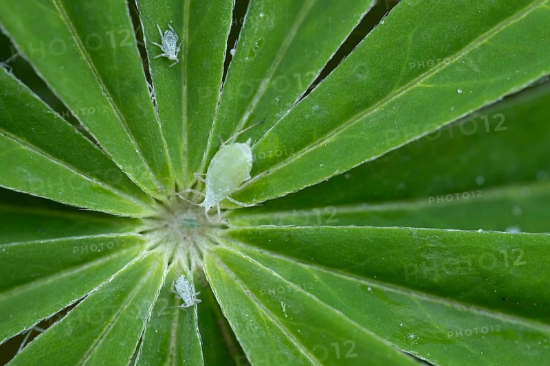 Lupin aphid (Macrosiphum albifrons) adult insects on a garden Lupin plant leaf in summer, England, United Kingdom