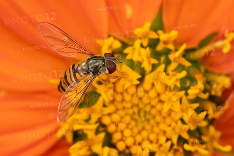 Common hoverfly (Eupeodes corollae) adult insect feeding on garden Mexican sunflower (Tithonia spp) plant flower in summer, England, United Kingdom