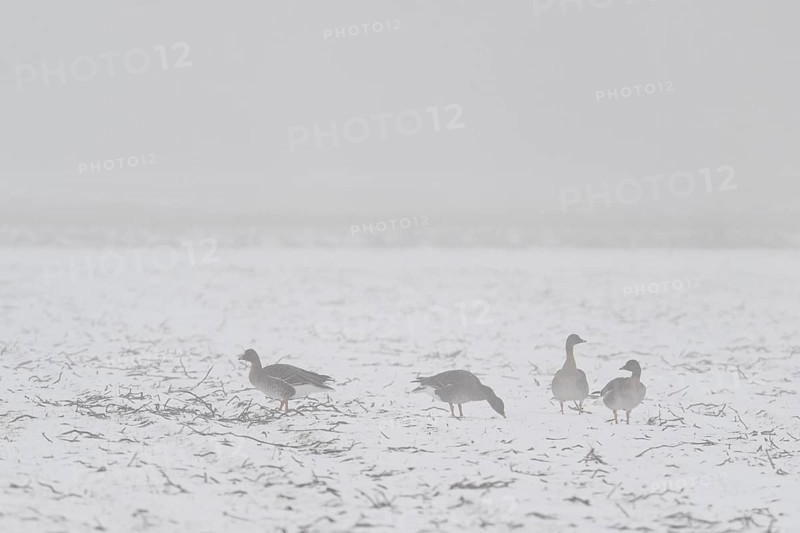 Bean geese (Anser fabalis) in the snow, Emsland, Lower Saxony, Germany