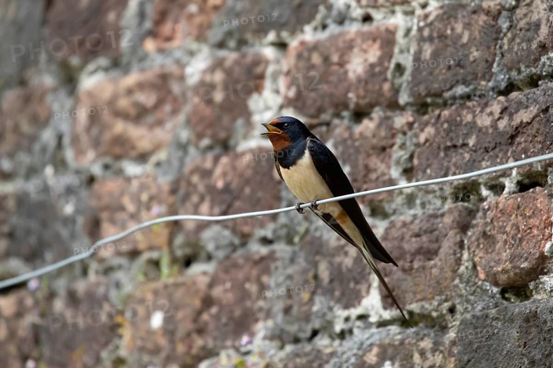 Barn swallow (Hirundo rustica) adult bird singing in summer, England, United Kingdom