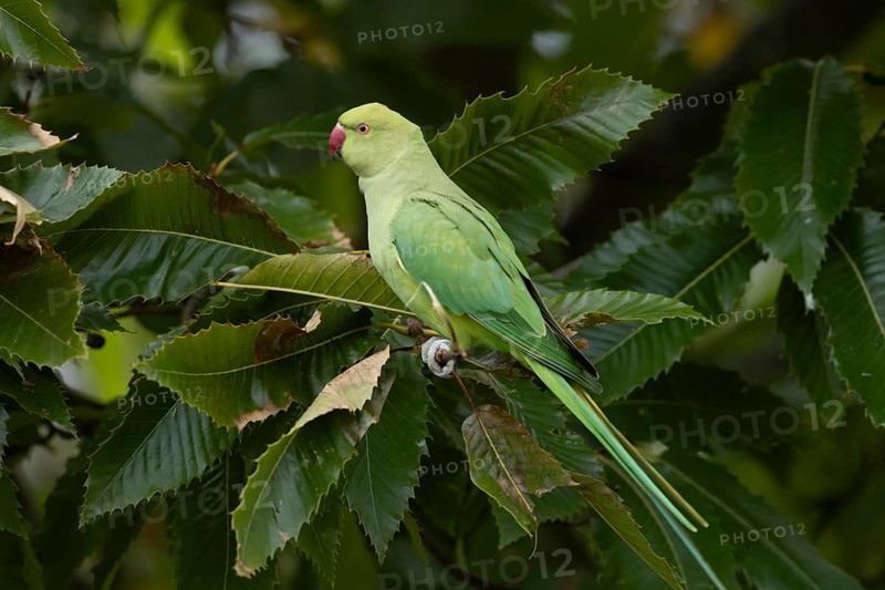 Ring-necked or Rose-ringed parakeet (Psittacula krameri) adult parrot bird feeding in a nut of a Sweet chesnut tree in autumn, England, United Kingdom
