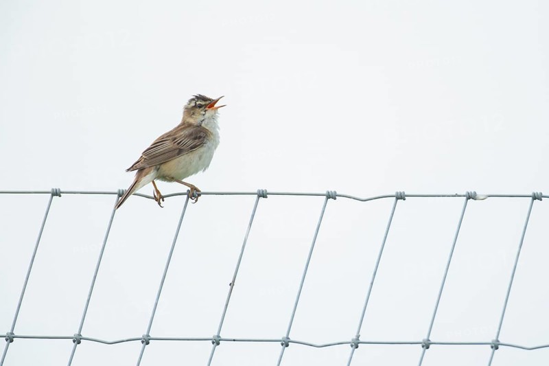 Reed warbler (Acrocephalus scirpaceus) adult bird singing from a metal fence in summer, England, United Kingdom