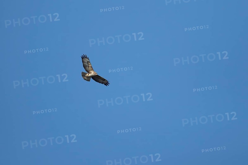 Common buzzard (Buteo buteo) adult bird of prey flying in a blue sky, England, United Kingdom