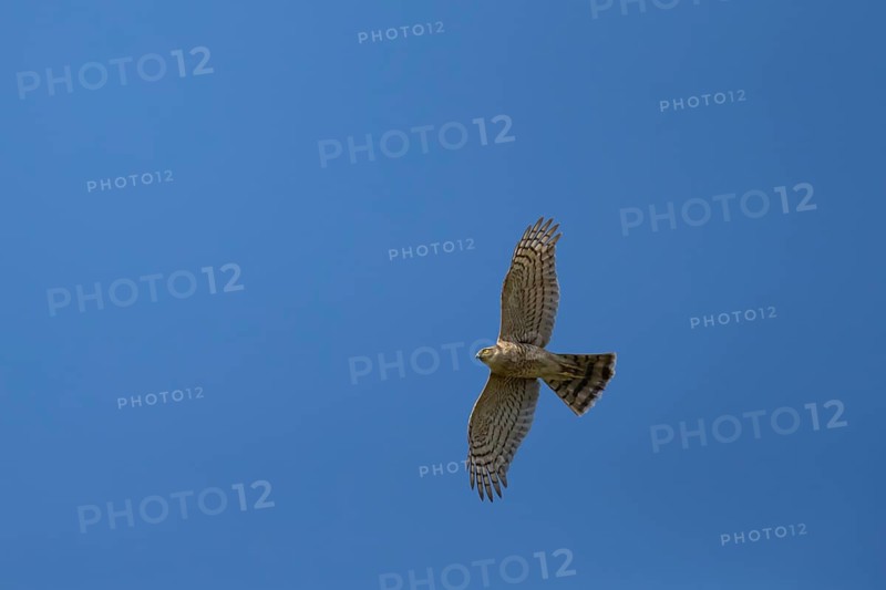 Eurasian sparrowhawk (Accipiter nisus) adult female bird of prey flying, England, United Kingdom