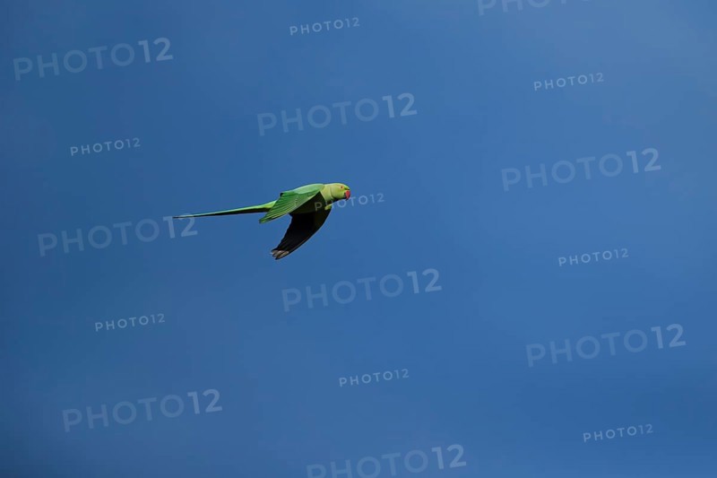 Ring-necked or Rose-ringed parakeet (Psittacula krameri) adult parrot bird flying in a blue sky, England, United Kingdom