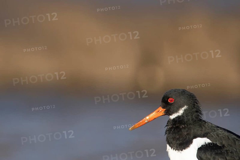 Eurasian oystercatcher (Haematopus ostralegus) adult wading bird head portrait, Norfolk, England, United Kingdom