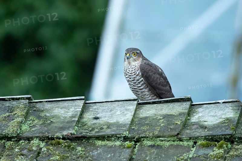 Eurasian sparrowhawk (Accipiter nisus) adult female bird of prey on a garden shed roof, England, United Kingdom