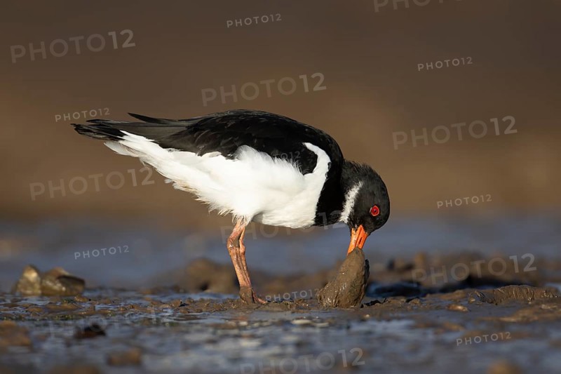 Eurasian oystercatcher (Haematopus ostralegus) adult wading bird feeding on a mussel shell on a coastline, Norfolk, England, United Kingdom