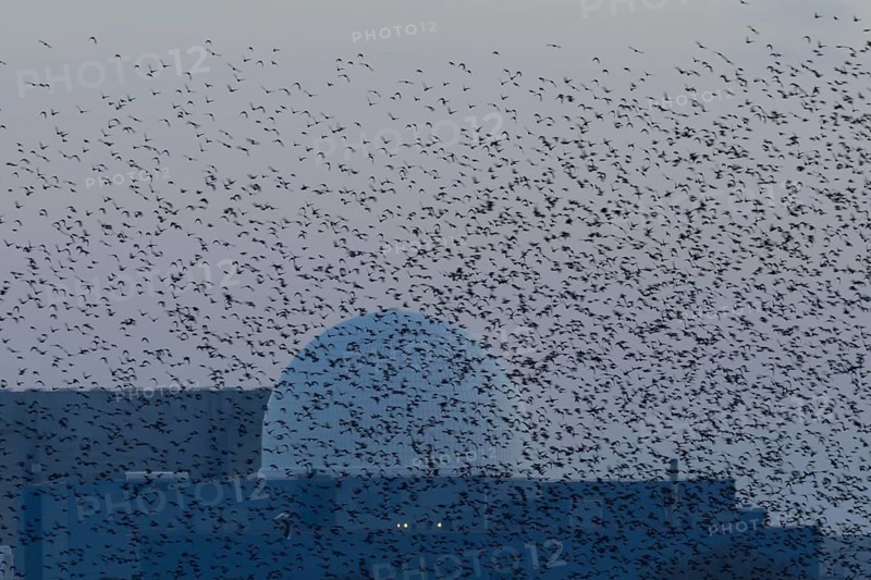 Eurasian starling (Sturnus vulgaris) adult birds flying in a flock in a murmuration in front of a dome of Sizewell B nuclear power station in winter, RSPB Minsmere nature reserve, Suffolk, England, United Kingdom