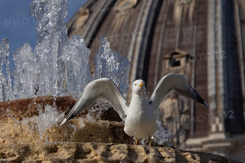 Yellow-legged gull (Larus michahellis) adult bird stretching its wings on a water fountain, Rome, Italy