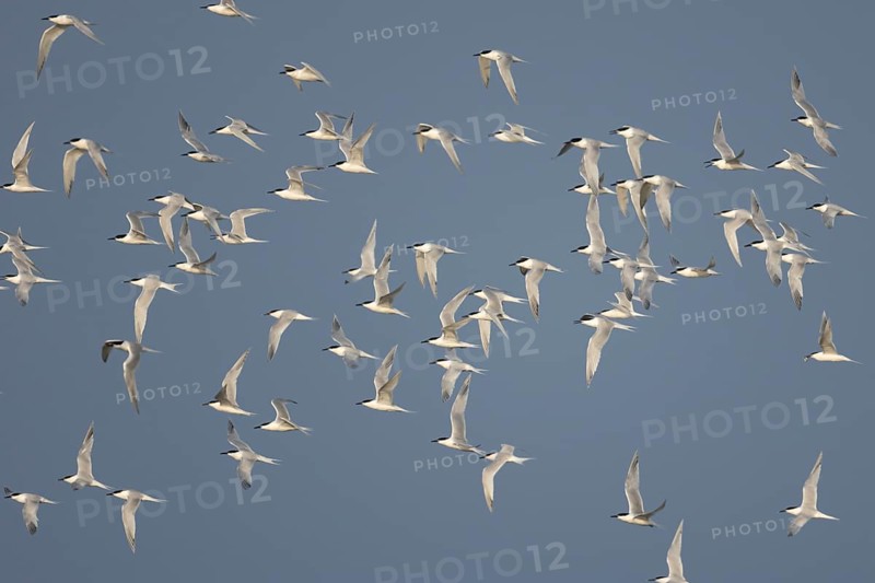 Sandwich tern (Thalasseus sandvicensis) adult birds flying in a flock in spring, RSPB Minsmere nature reserve, Suffolk, England, United Kingdom