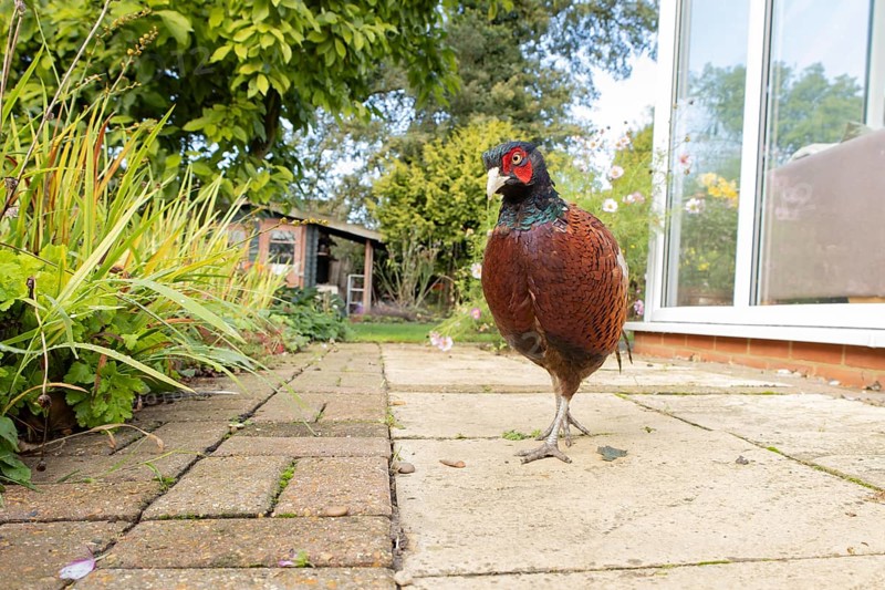 Common pheasant (Phasianus colchicus) adult male game bird on a garden patio in summer, England, United Kingdom