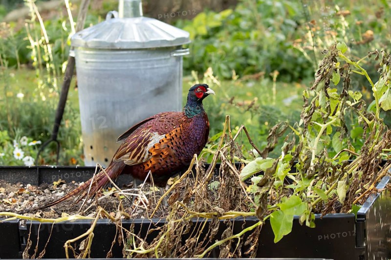 Common pheasant (Phasianus colchicus) adult male game bird on a garden raised bed in summer, England, United Kingdom