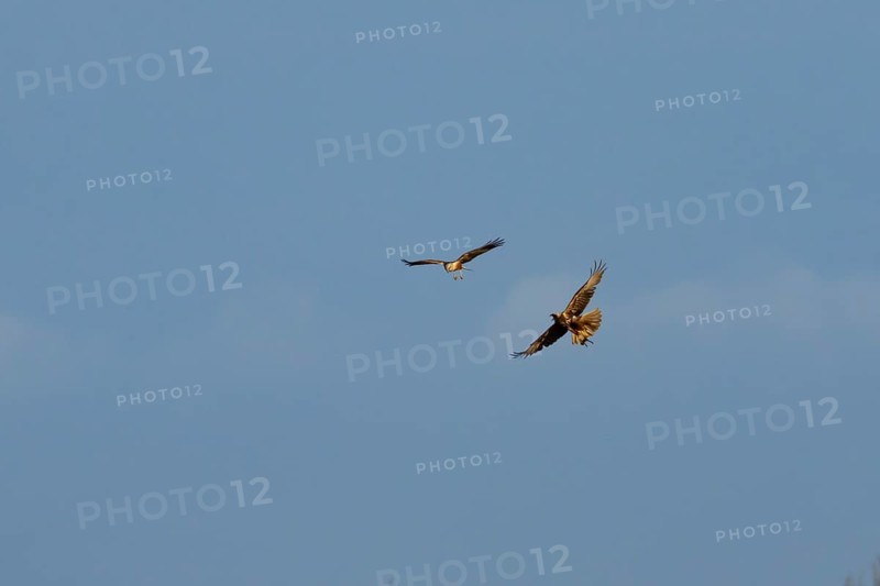 Marsh harrier (Circus aeruginosus) adult male and female birds flying in spring, RSPB Minsmere nature reserve, Suffolk, England, United Kingdom