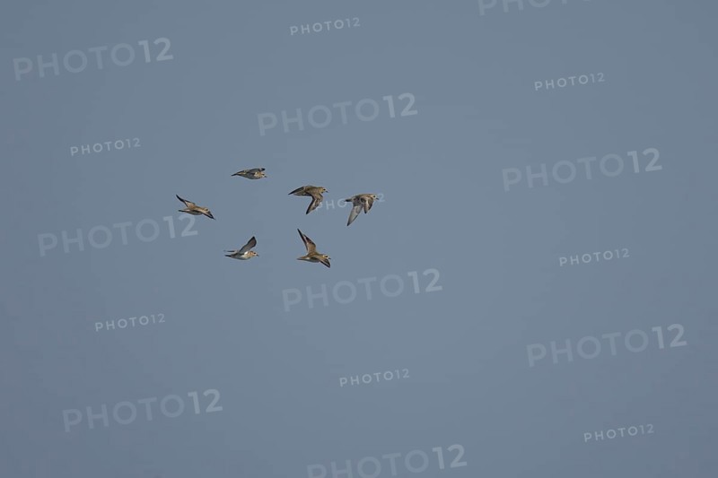 Golden plover (Pluvialis apricaria) six adult wading birds flying in a flock, England, United Kingdom