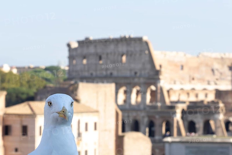 Yellow-legged gull (Larus michahellis) adult bird head portrait photo bombing with The Colosseum in the background, Rome, Italy