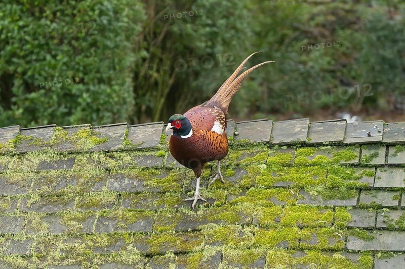 Common pheasant (Phasianus colchicus) adult male game bird walking on a garden shed roof, England, United Kingdom