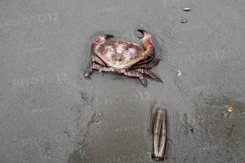 Edible crab (Cancer pagurus) and sword-shaped razor clam (Ensis ensis) on the North Sea beach, Langeoog, Lower Saxony, Germany
