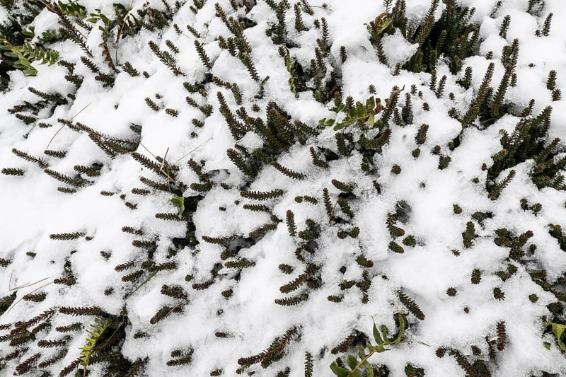 Crowberries (Empetrum nigrum) in the snow, Langeoog, Lower Saxony, Germany
