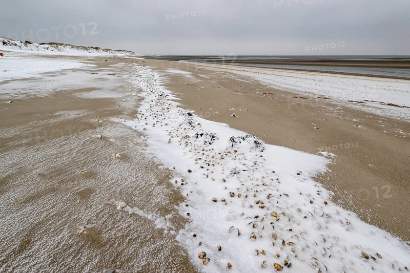 North Sea beach with cockles (Cerastoderma edule) in the snow, Langeoog, Lower Saxony, Germany