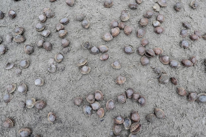 Large pepper mussels (Scrobicularia plana) on the beach, Langeoog, Lower Saxony, Germany