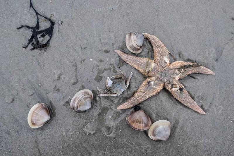 Large pepper mussels (Scrobicularia plana) and Common Starfish (Asteria rubens) on the beach, Langeoog, Lower Saxony, Germany