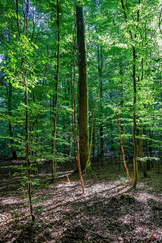 Eifel National Park, Laubwald, Schleiden, North Rhine-Westphalia, Germany