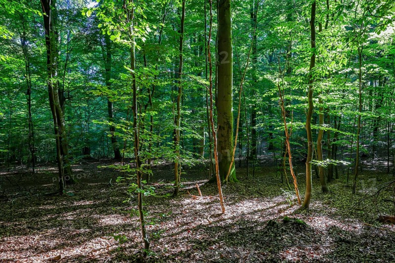 Eifel National Park, Laubwald, Schleiden, North Rhine-Westphalia, Germany