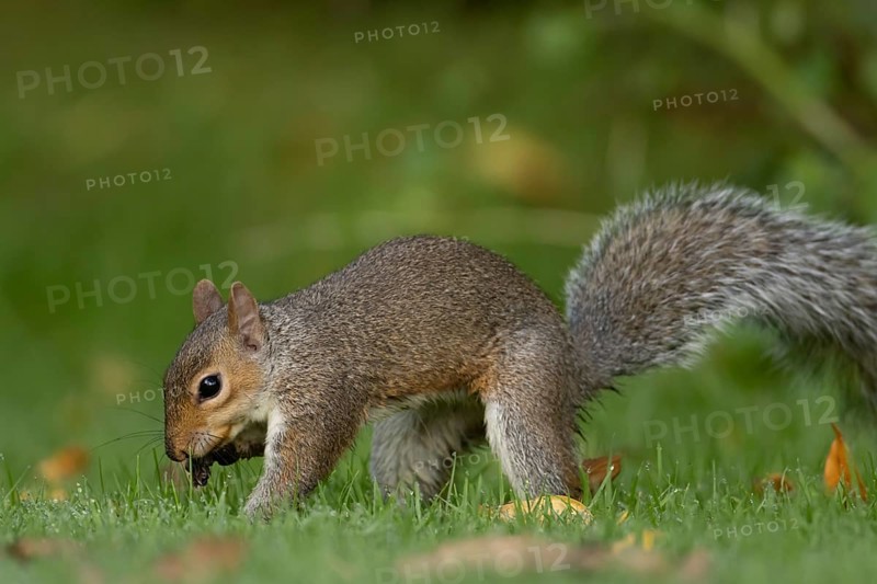 Grey squirrel (Sciurus carolinensis) adult animal burying a nut in a garden grass lawn in autumn, England, United Kingdom