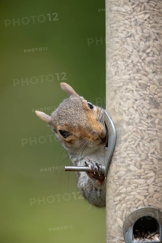 Grey squirrel (Sciurus carolinensis) adult animal eating sunflower seed hearts from a garden bird feeder, England, United Kingdom