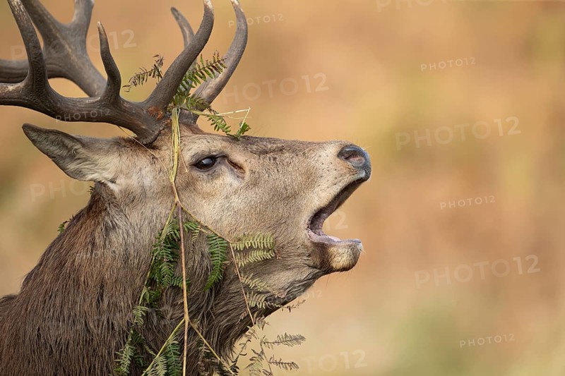 Red deer (Cervus elaphus) adult male stag animal roaring during the rutting season in autumn, England, United Kingdom