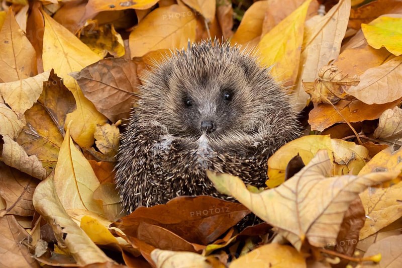 European hedgehog (Erinaceus europaeus) adult animal curled in a ball for hibernation on fallen autumn colour leaves, England, United Kingdom