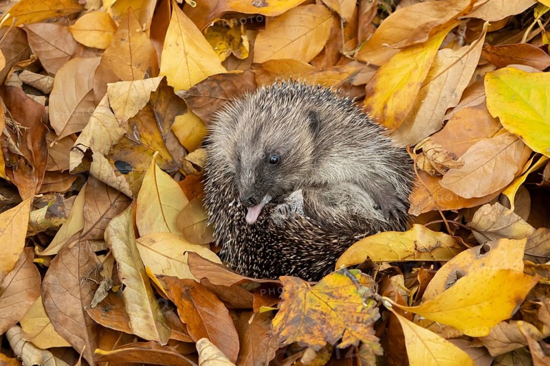 European hedgehog (Erinaceus europaeus) adult animal self-anointing or salivating curled in a ball for hibernation on fallen autumn colour leaves, England, United Kingdom