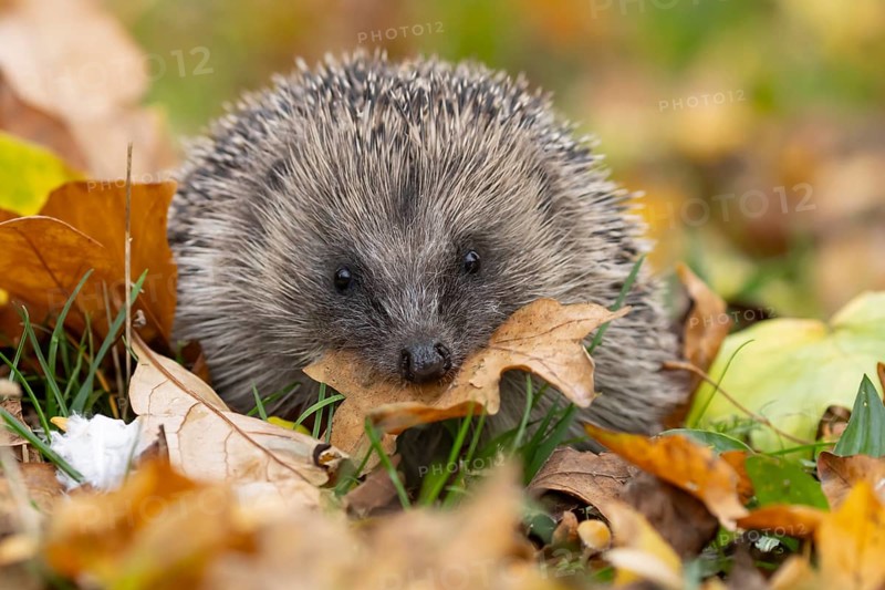 European hedgehog (Erinaceus europaeus) adult animal in a garden carrying a leaf in its mouth for bedding material for hibernation in the autumn, England, United Kingdom