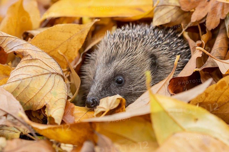 European hedgehog (Erinaceus europaeus) adult animal during hibernation emerging from a pile of fallen autumn colour leaves, England, United Kingdom