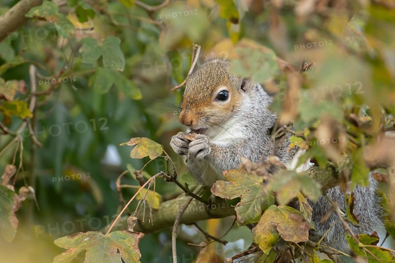 Grey squirrel (Sciurus carolinensis) adult animal feeding on Field maple tree seeds on a branch in autumn, England, United Kingdom