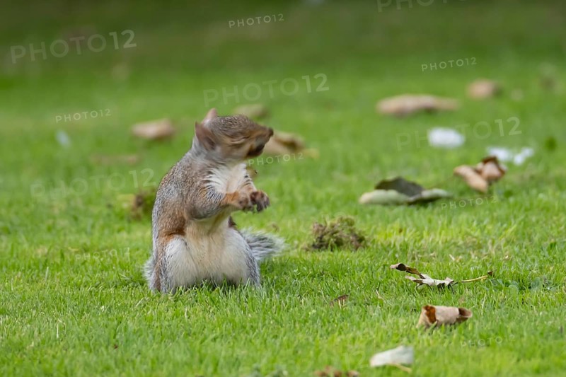 Grey squirrel (Sciurus carolinensis) adult animal shaking its head on a garden grass lawn in autumn, England, United Kingdom