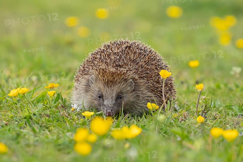 European hedgehog (Erinaceus europaeus) adult animal on a countryside grass meadow with Buttercup flowers in spring, England, United Kingdom
